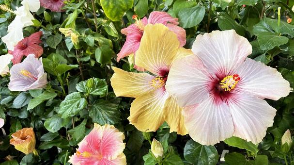 色とりどりのハイビスカスの花 沖縄 ハイビスカス,花,南国の写真素材