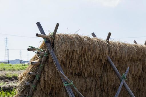稲刈り4(田原市) 稲刈り4(田原市) 稲,稲刈り,天日干しの写真素材
