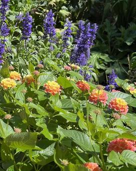 紫色、黄色の花々（ブルーサルア ） 花,植物,ブルーサルビアの写真素材