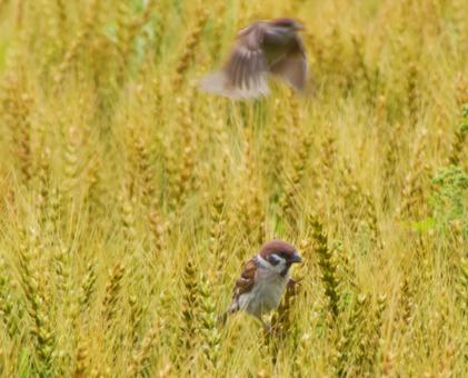麦穂をついばむスズメ2 麦穂をついばむスズメ2 鳥,雀,小鳥の写真素材