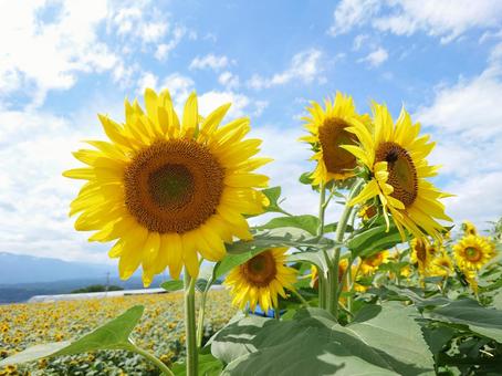 Photo, sunflower, sunflower field, sky, 