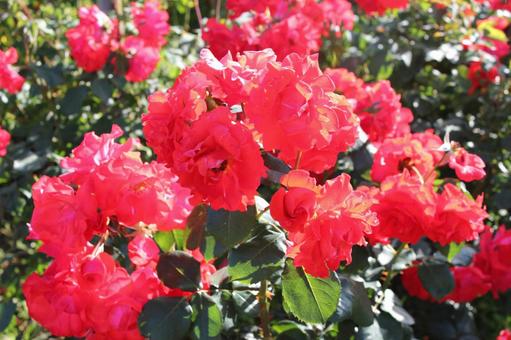 ばら268 ばら268 バラ,初夏,花の写真素材