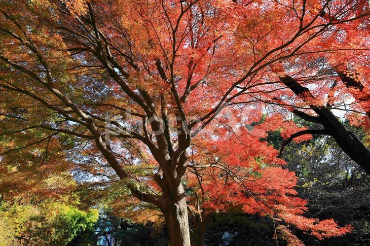 葉を広げるもみじ もみじ,紅葉,秋の写真素材