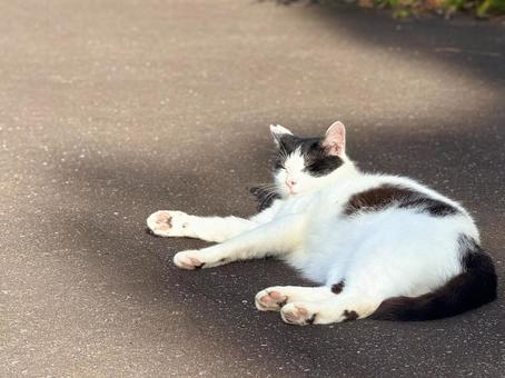 Sleepy black and white cat, JPG Sleepy black and white cat, JPG