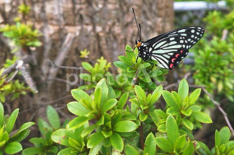 成虫のアカボシゴマダラ（夏型） アカボシゴマダラ,葉っぱ,葉の写真素材