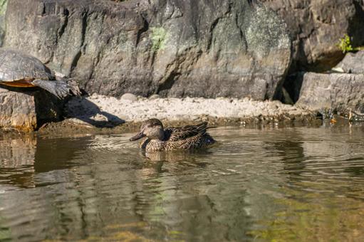 水辺のコガモ 水辺のコガモの写真