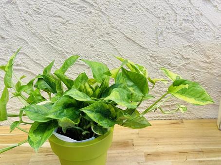 ポトス ポトス,観葉植物,背景の写真素材