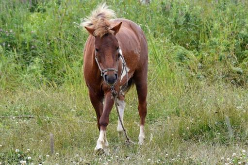 どさんこ２ どさんこ,馬,北海道の写真素材