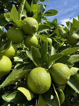 青空とレモン レモン,木,イメージの写真素材