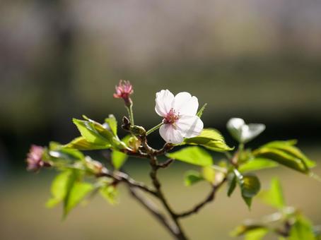 Photo, জামজাতীয় গাছবিশেষ, স্বাভাবিকভাবে, ল্যান্ডস্কেপ পেন্টিং, 