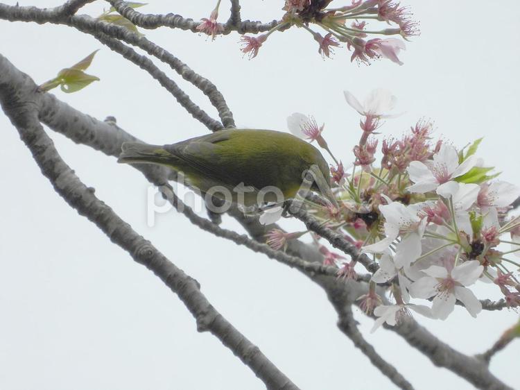桜とメジロ（野鳥） 桜,サクラ,さくらの写真素材