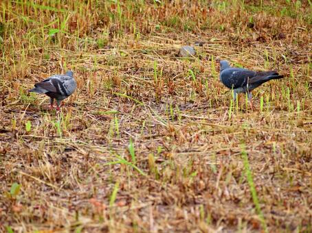 雨の合間に餌を探す二羽の鳩 鳩,空き地,雨上がりの写真素材