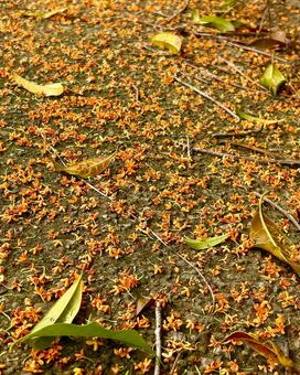 金木犀 12 落ち花,金木犀,キンモクセイの写真素材