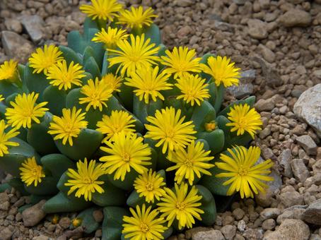 コノフィツム属 コノフィツム,花,多肉植物の写真素材