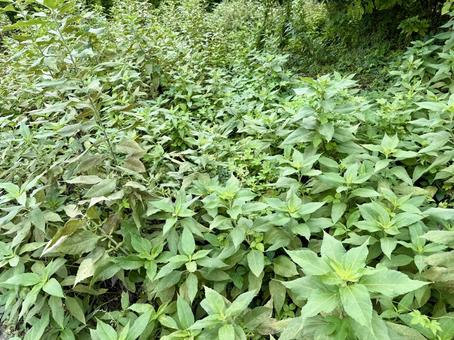 雑草 雑草 雑草,草,自然の写真素材