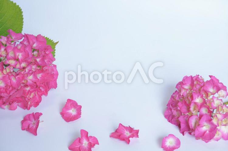 ピンクのアジサイのフレーム（白背景） 花,アジサイ,紫陽花の写真素材