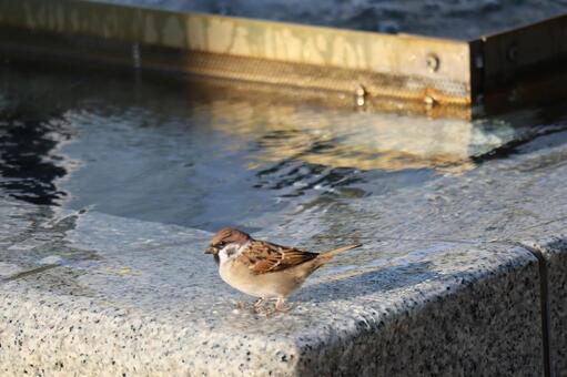 石製の手水鉢の端に雀がとまっている風景 石製,手水鉢,端の写真素材