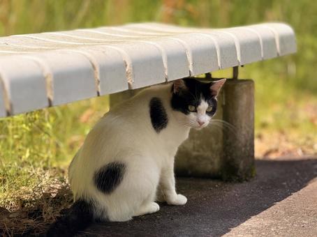 Black and white cat avoiding the sun, cat, a stone, animal, JPG