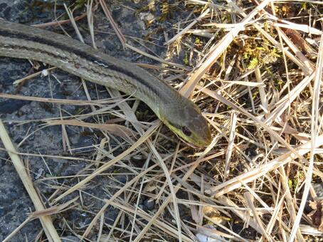 蛇 自然,爬虫類,生き物の写真素材