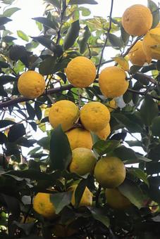苦労が実る 柚子,植物,食べ物の写真素材