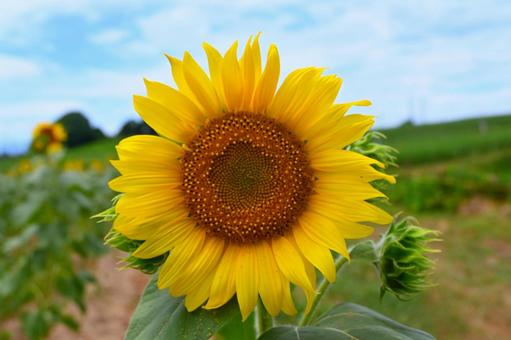 ひまわり畑５の写真