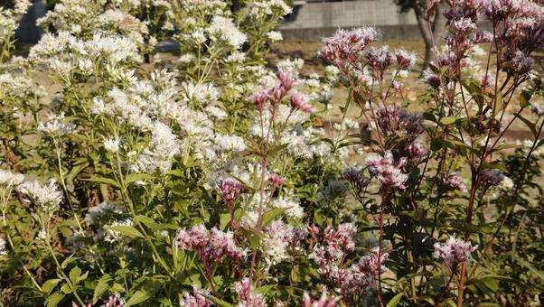 土手の花 秋,葉,土手の写真素材
