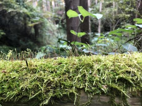 苔と新緑 苔と新緑の写真