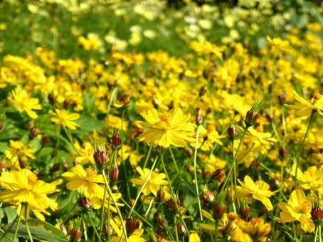 花壇に咲くキバナコスモス・サンライズ キバナコスモス,花,植物の写真素材