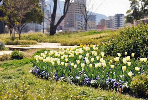 白いチューリップの花 かわいいピンク色のチューリップ,植物,チューリップの写真素材