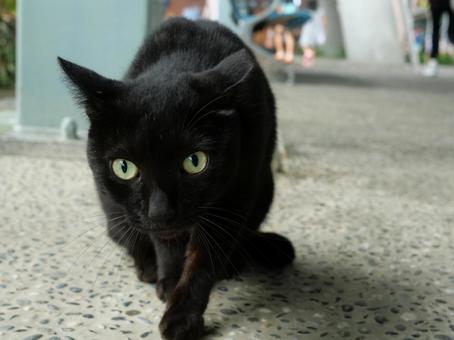 台湾 駅 野良猫 黒 台湾 駅 野良猫 黒 野良猫,地域猫,猫の写真素材
