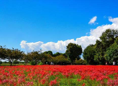 一面に咲き誇る彼岸花の畑 彼岸花,児島湖花回廊,花の写真素材