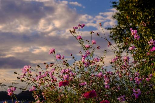 夕焼けと秋桜 夕焼けと秋桜 夕日,夕暮れ,秋桜の写真素材