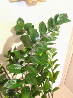 大型観葉植物　ザミオクルカス　7号鉢 大型観葉植物,ザミオクルカス,リビングの写真素材