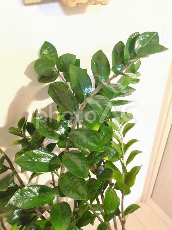 大型観葉植物　ザミオクルカス　7号鉢 大型観葉植物,ザミオクルカス,リビングの写真素材