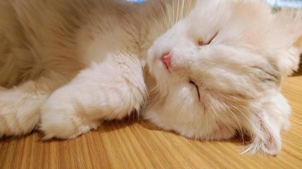 目の前にきて眠るネコ 目の前にきて眠るネコの写真