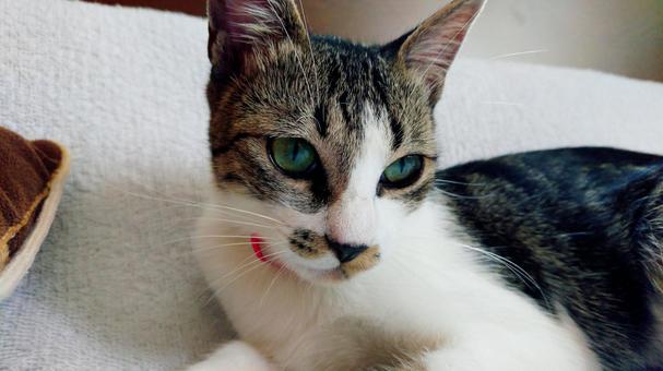 Cat Face, JPG