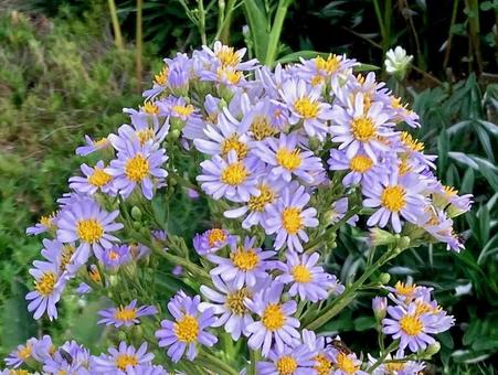 耳の長いウサギみたいに咲いた花の写真