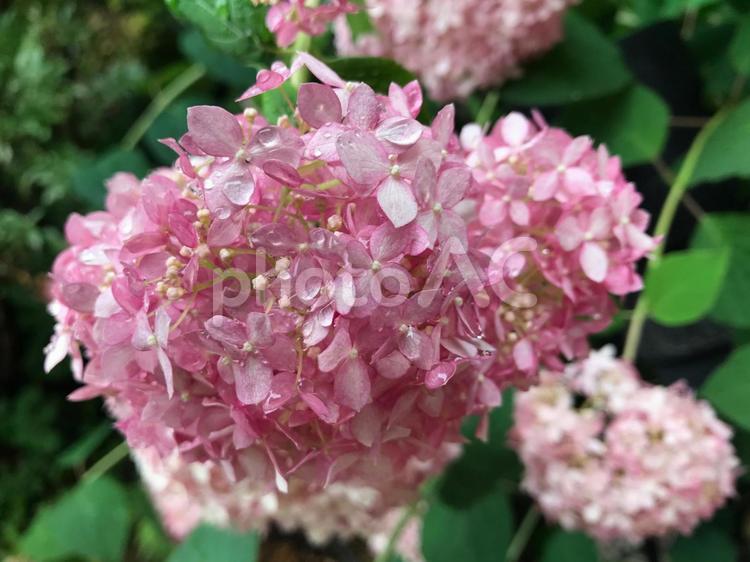 雨粒のついたピンクの紫陽花 あじさい,紫陽花,梅雨の写真素材