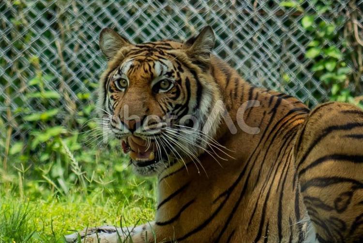 動物園で飼育されているサファリパークの虎 トラ,強い,猛獣の写真素材