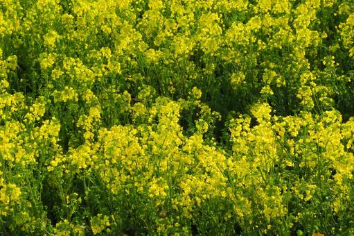 Photo, ধর্ষণ ক্ষেত্র, ফুল পুষ্প, বসন্ত, 