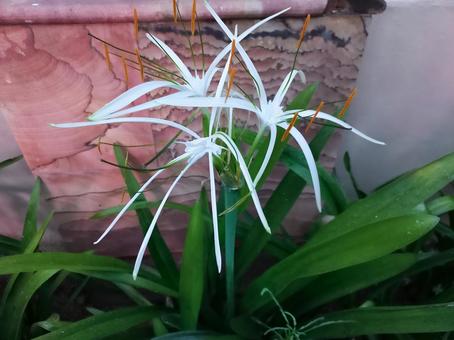 可憐なスパイダーリリーの花 可憐なスパイダーリリーの花 スパイダーリリー,花,白の写真素材