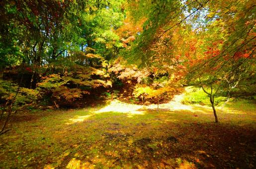 紅葉 紅葉の写真