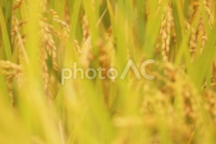 秋の景色2【稲穂】 農業,稲穂,風景の写真素材