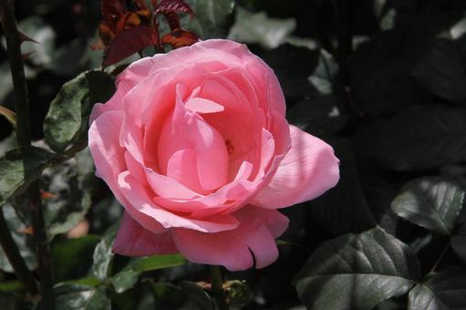 バラ・薔薇 クイーンエリザベス バラ・薔薇 クイーンエリザベスの写真