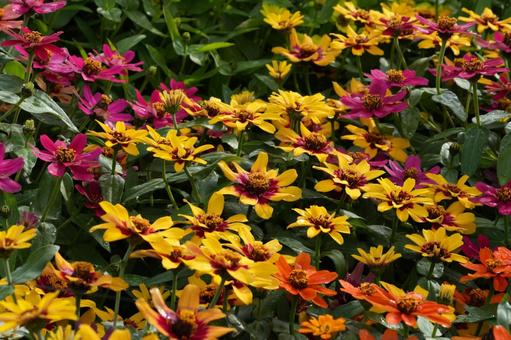 ジニア・プロフュージョン ジニア・プロフュージョン,秋の花,花壇の写真素材