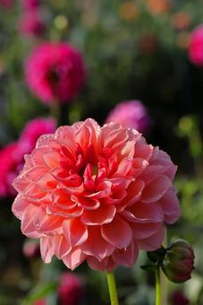 ダリアに朝露が花の妖精かな ダリアに朝露が花の妖精かなの写真
