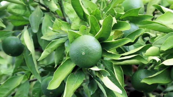 夏時の青いミカン 蜜柑,果物,みかんの写真素材