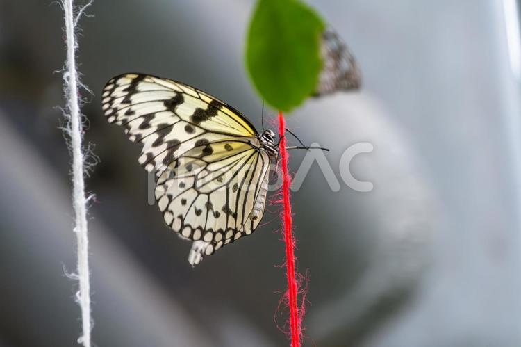 オオゴマダラと赤い糸 オオゴマダラ,蝶,昆虫の写真素材