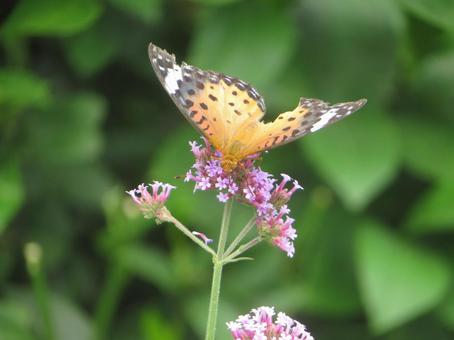 Photo, tsunaglo hiyomon, python butterfly, white-tailed butterfly, 