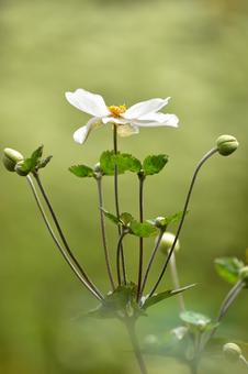 秋の花：シュンメイギク10 植物,シュンメイギク,秋明菊の写真素材